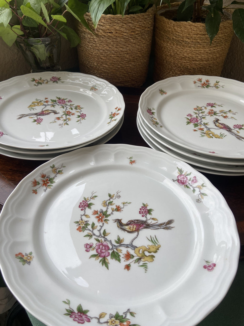 8 platos llanos en porcelana "Bidasoa".